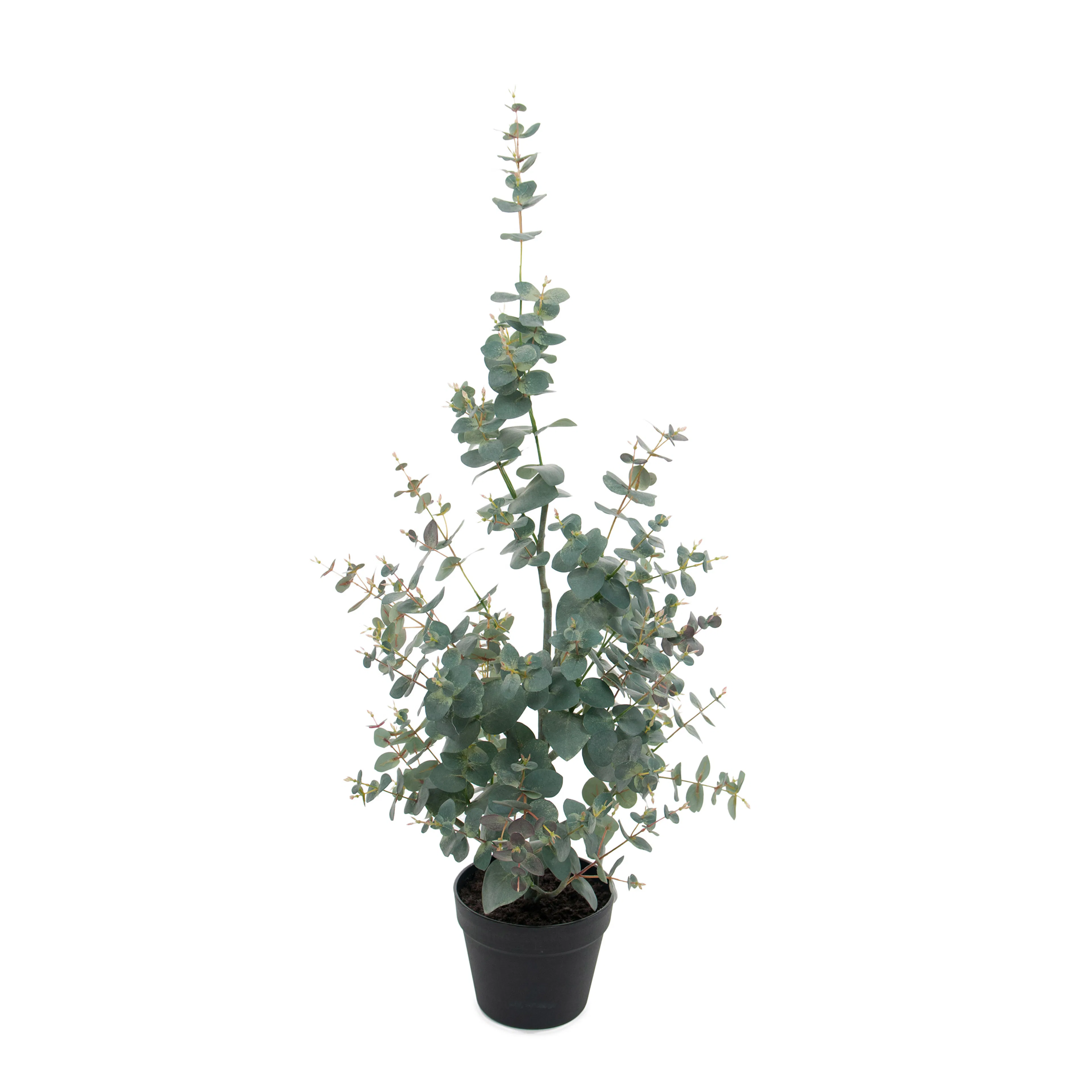 Konstväxt Mr Plant Eucalyptus 95-170