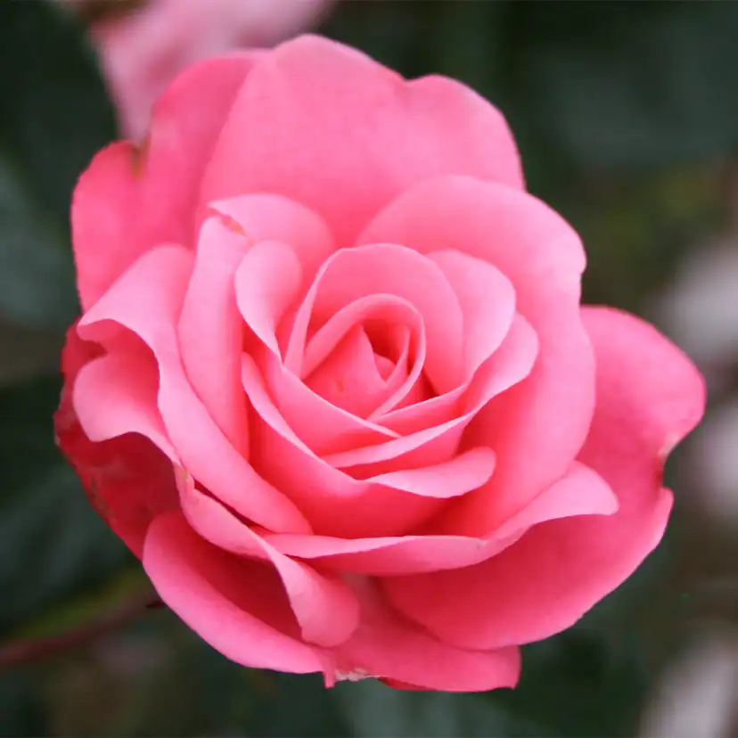 Flerblommig Rabattros Omnia Garden Bella Rosa