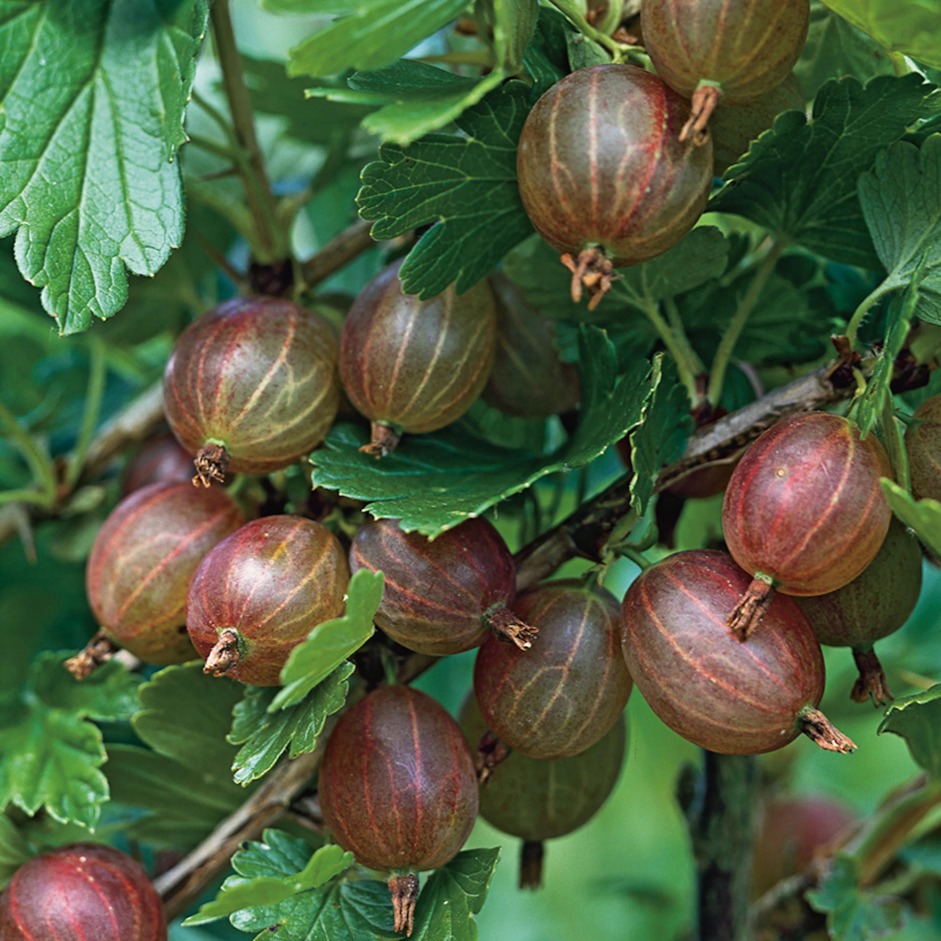 Buske Röda Krusbär Omnia Garden 50-60 cm