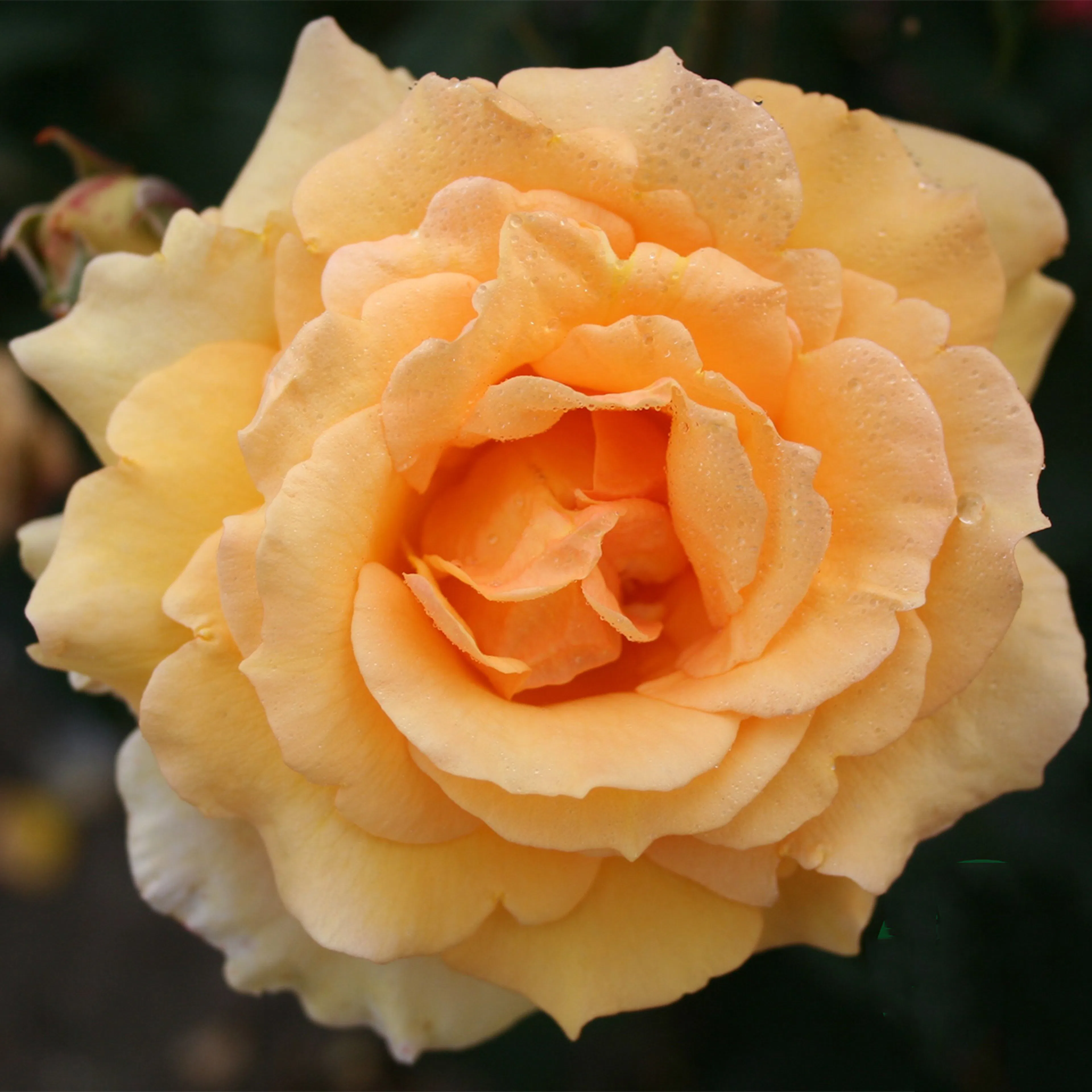 Rosa "Sophia Renaissance", 5-pack 5-pack