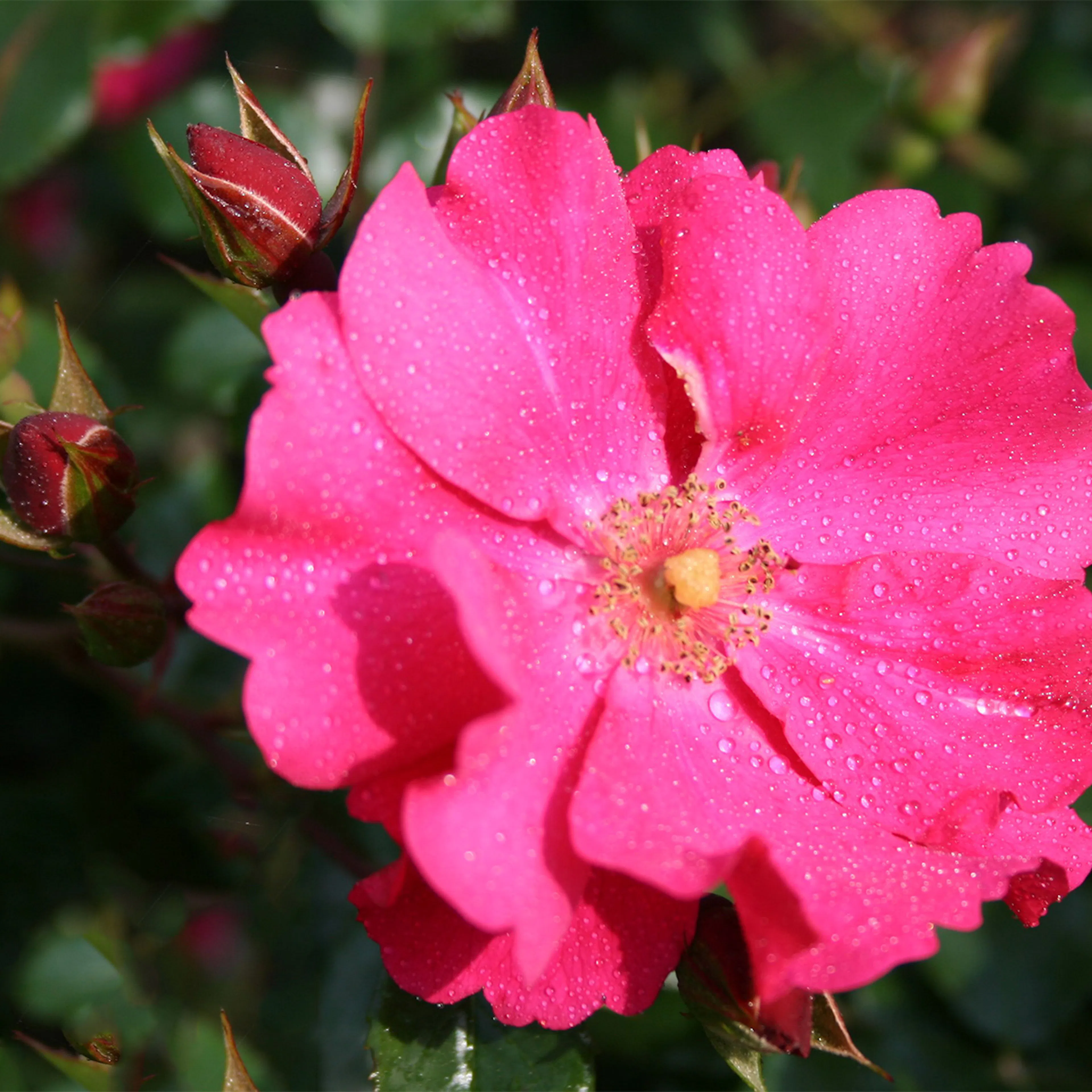 Rosa "Sommermärchen", 10-pack 10-pack