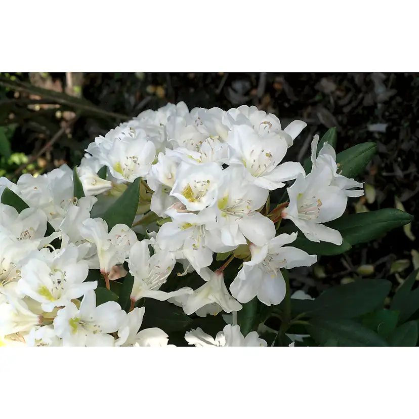 Rhododendron Omnia Garden Cunningham's White Vit Buske 30-40 cm