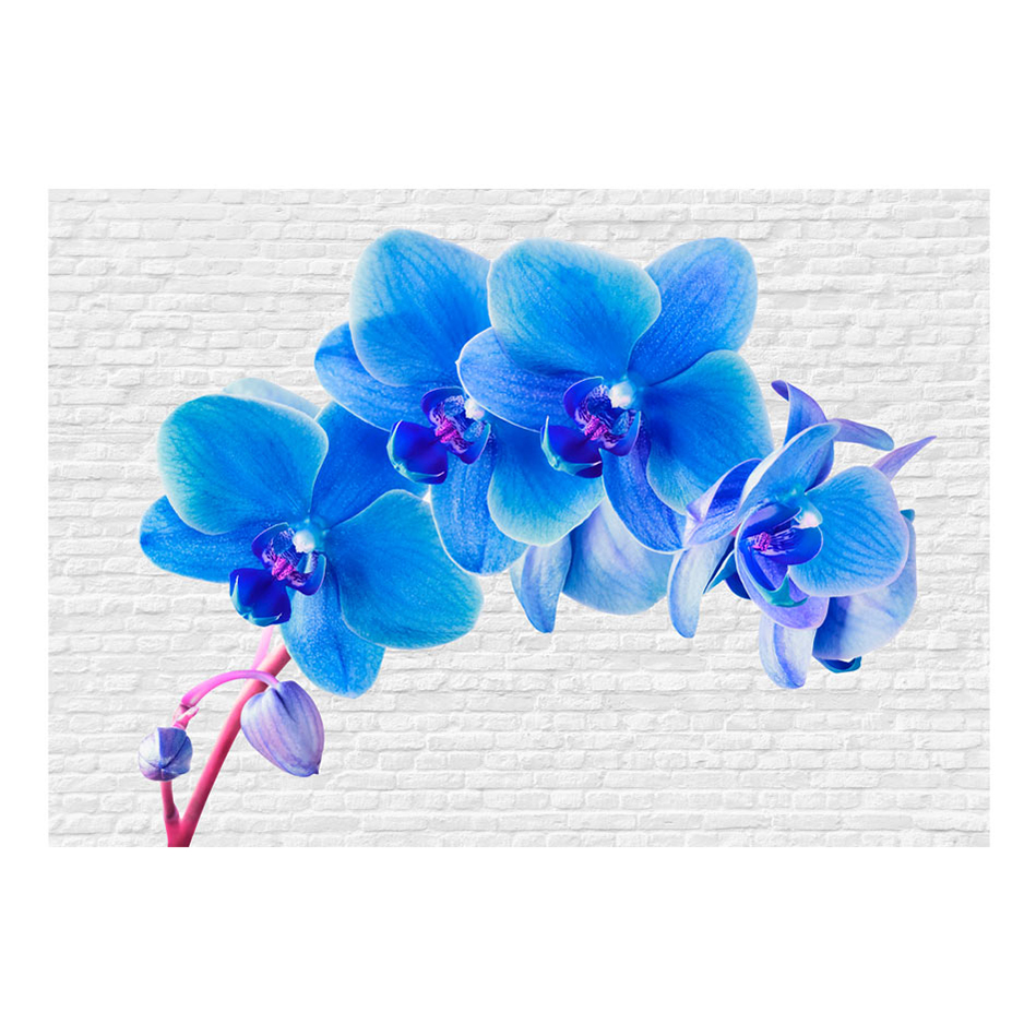 Fototapet Arkiio Blu