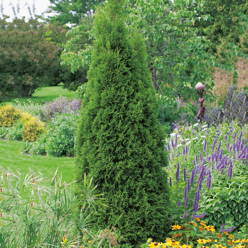 Ädeltuja Omnia Garden 50-60 cm