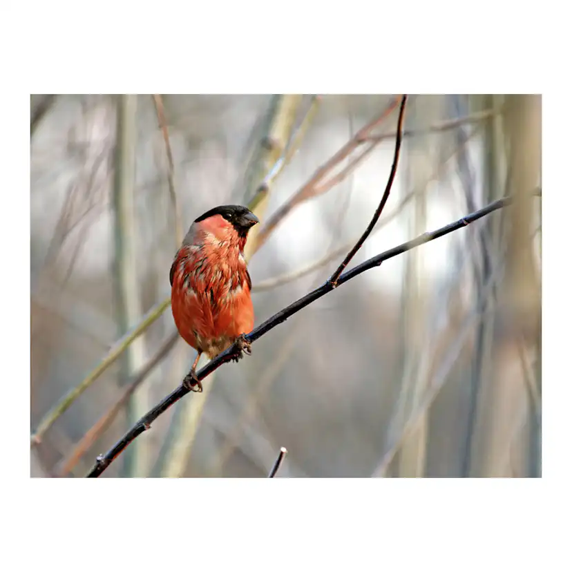Fototapet Arkiio Bullfinch In The Forest