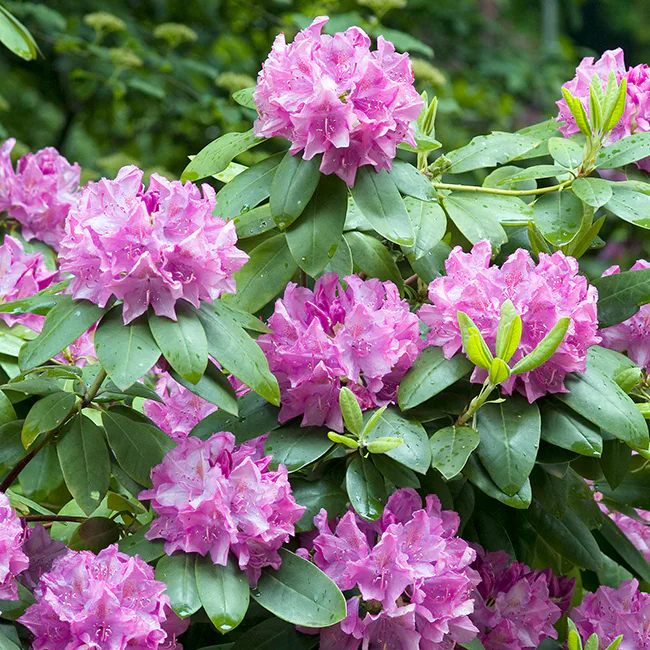 Rhododendron Omnia Garden Roseum Elegans Rosalila Buske 30-40 cm