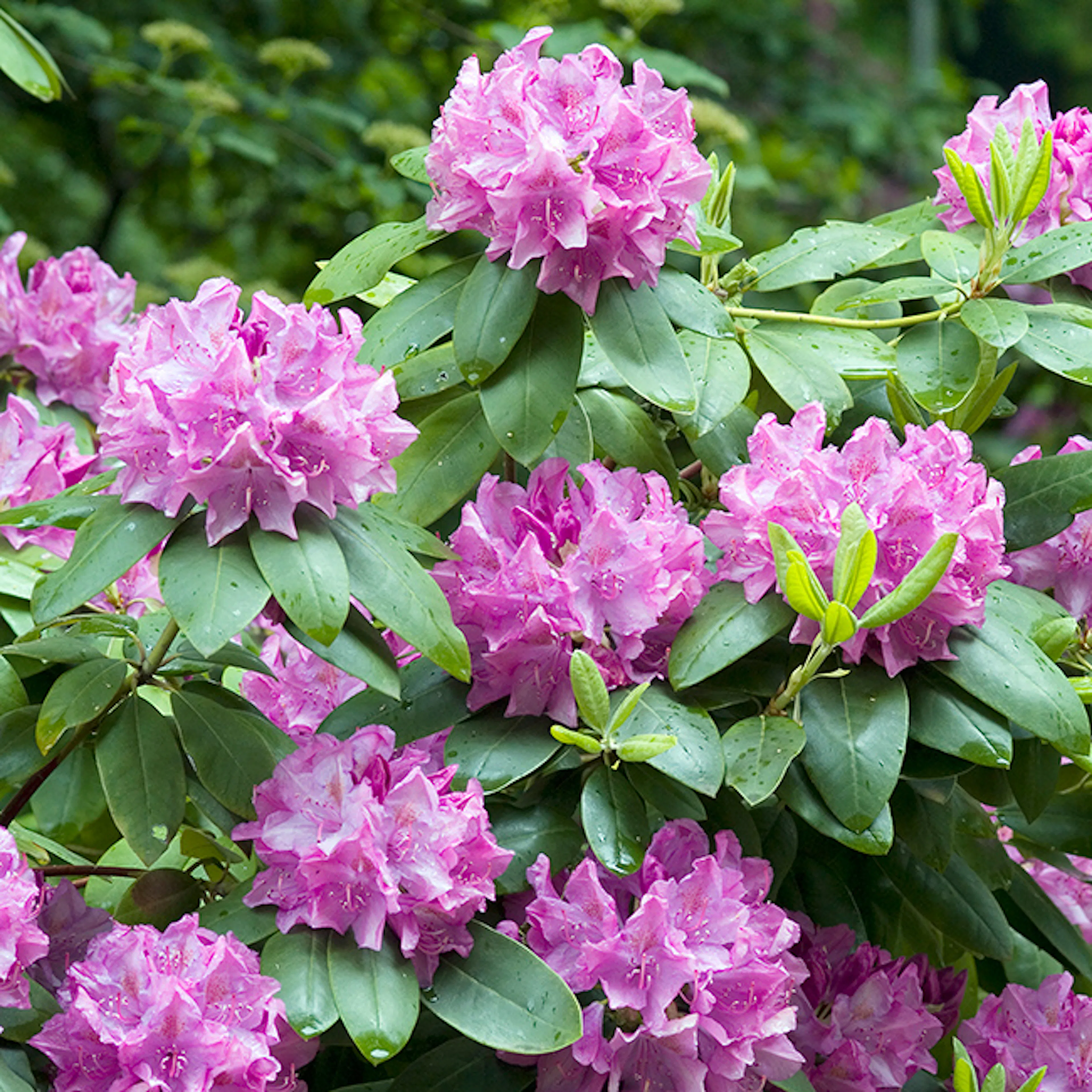 Rhododendron Omnia Garden Roseum Elegans Rosalila Buske 30-40 cm, 3 st/frp