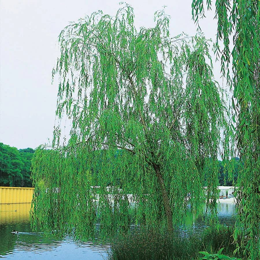 Prydnadsträd Fontänpil Omnia Garden 150-200 cm