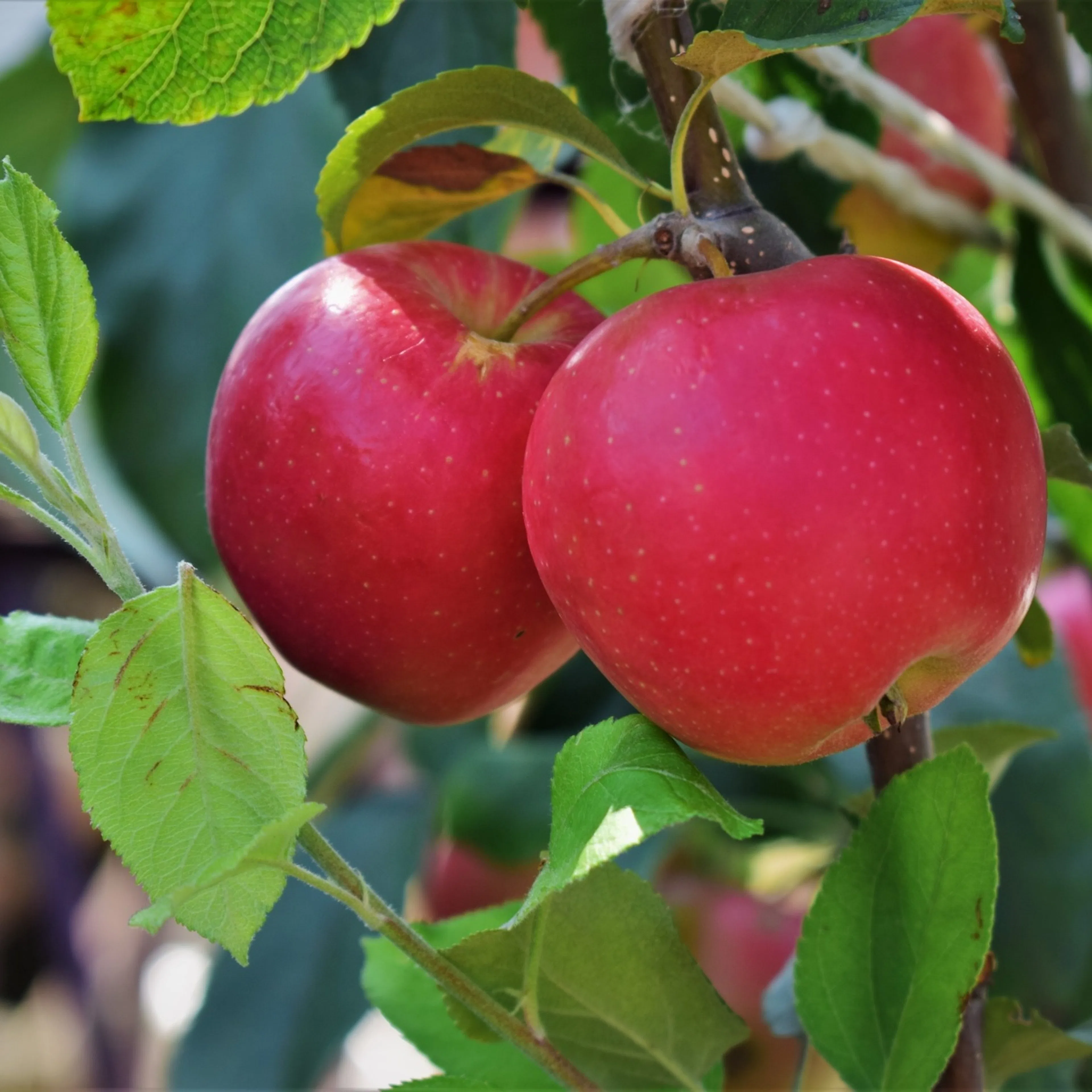 Malus domestica 'P. J. Bergius' (äpple), inkl. uppbindnings Med uppbindningskit