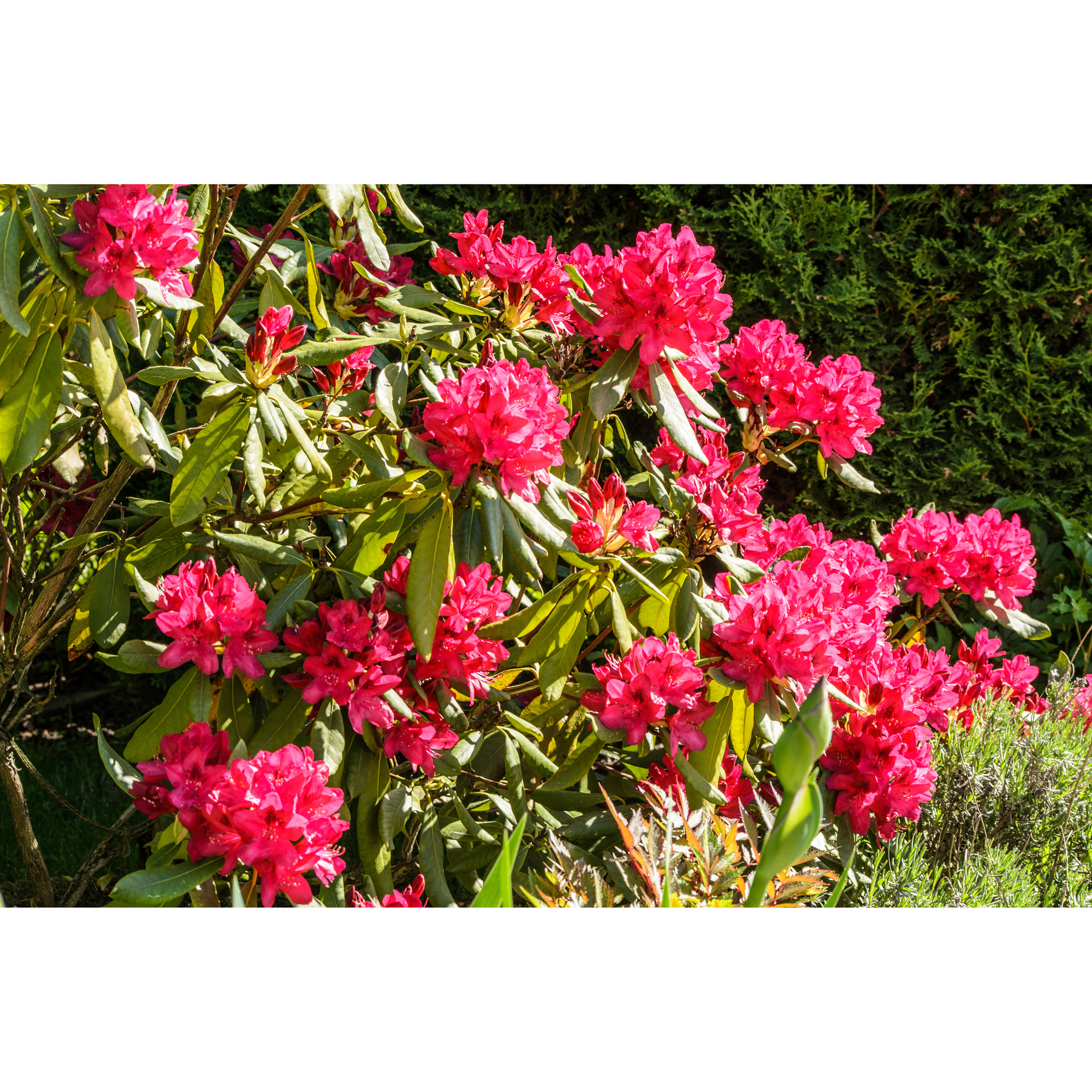 Rhododendron Omnia Garden Nova Zembla Rödrosa Buske 30-40 cm