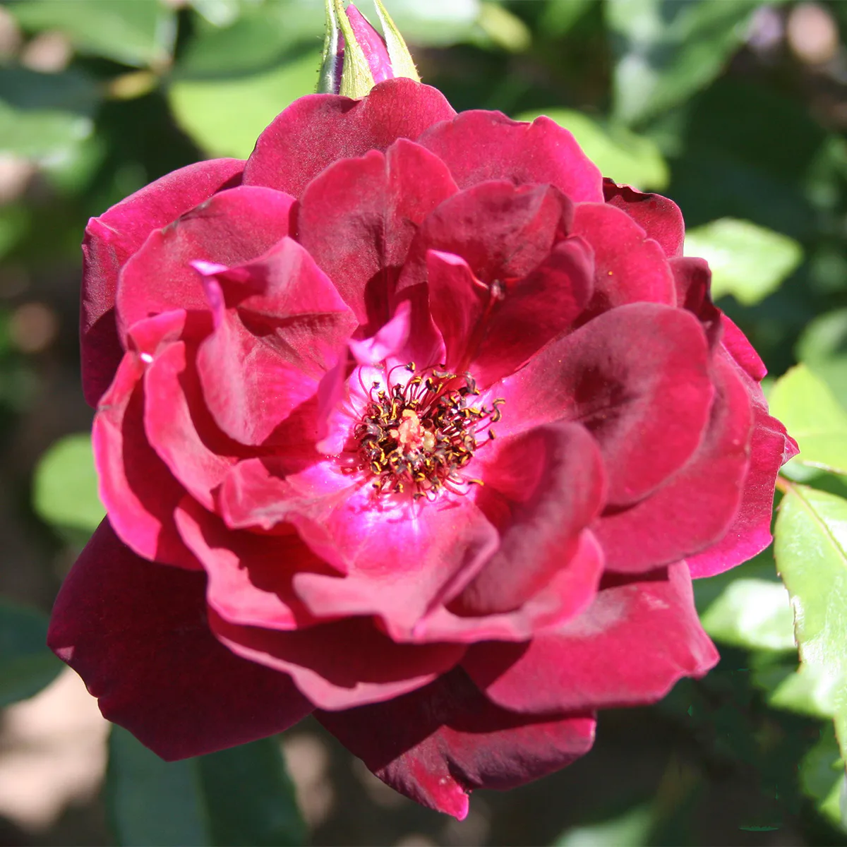 Storblommig Buskros Omnia Garden Burgundy Ice