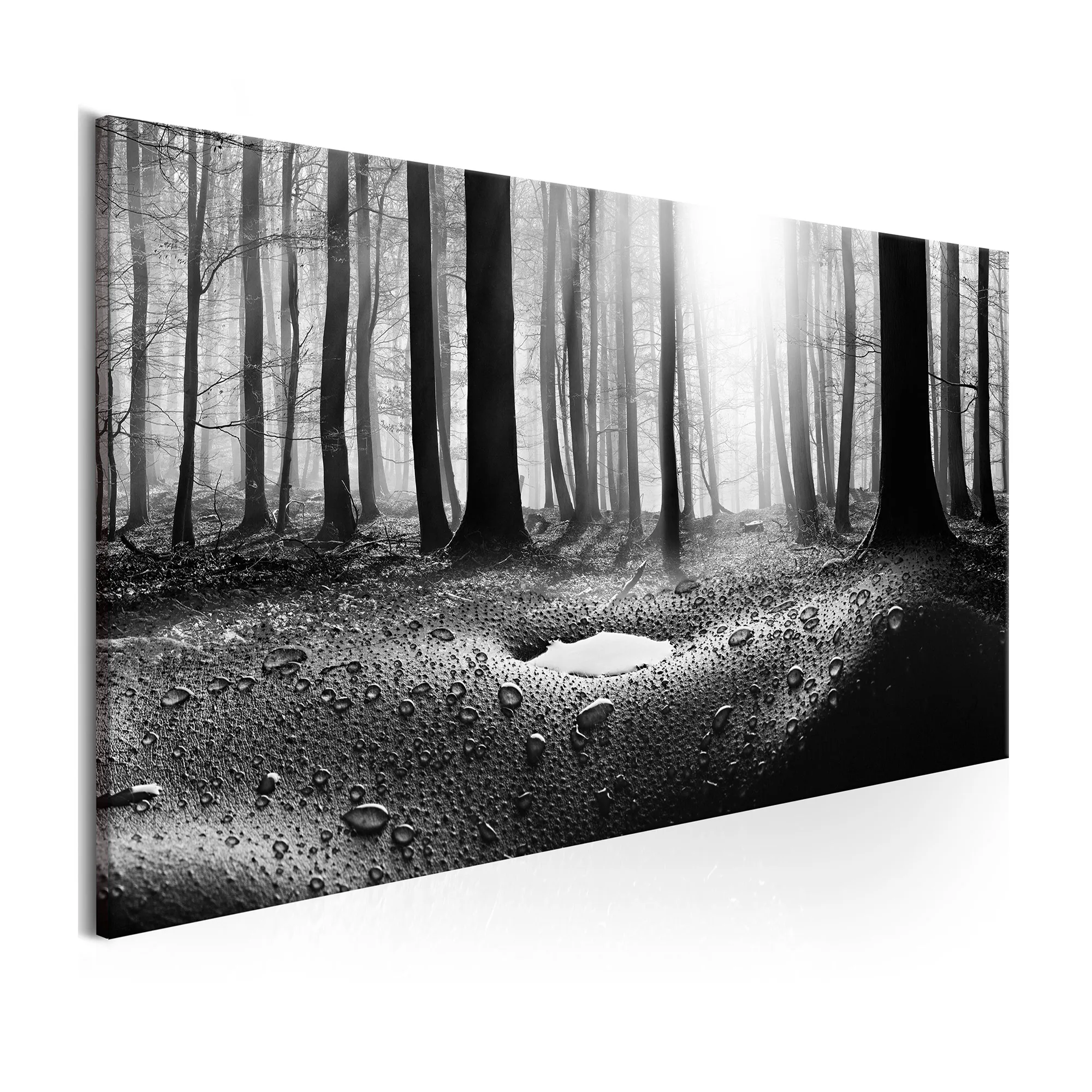 Tavla Arkiio Forest After Rain