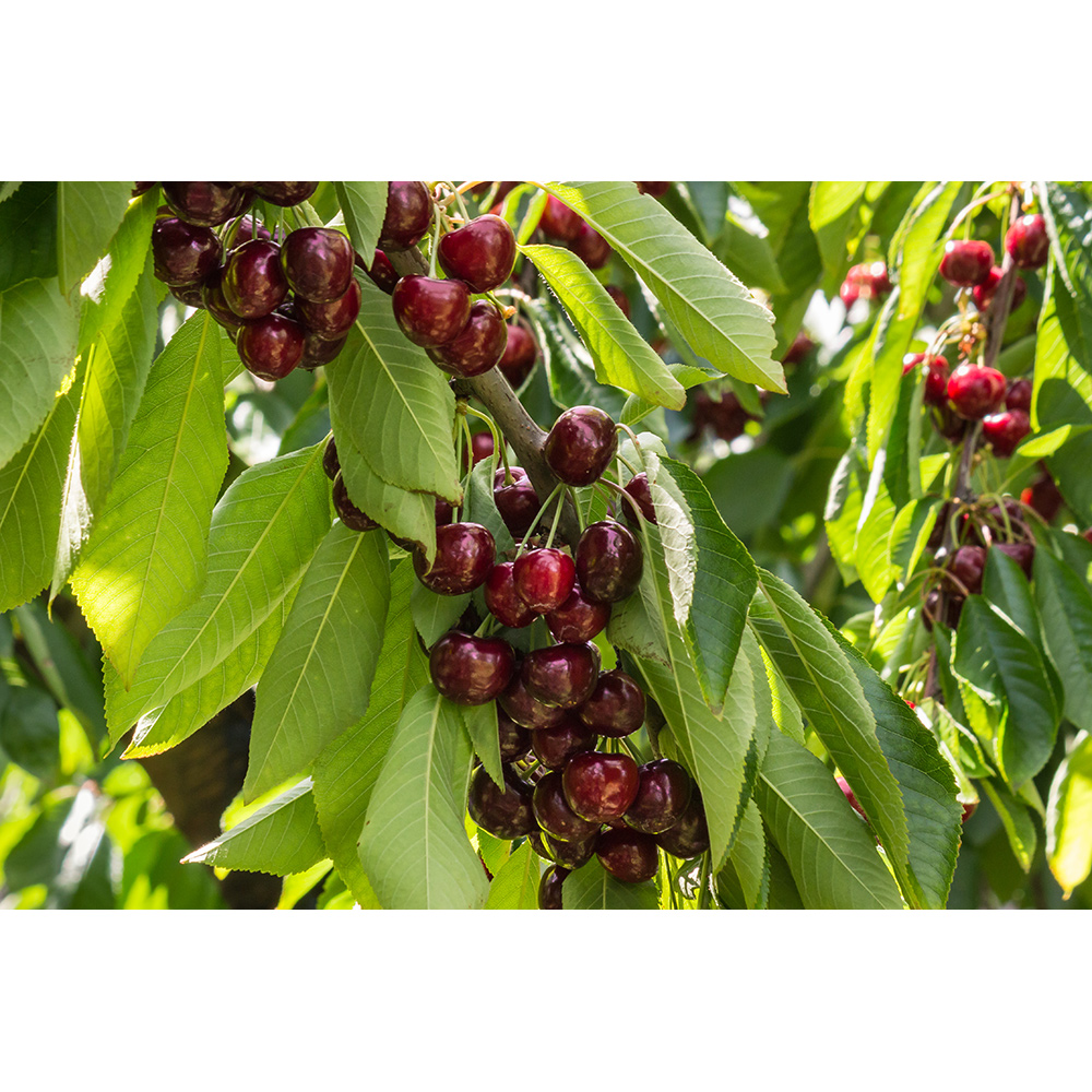 Körsbärsträd Omnia Garden Prunus Avium Stella E