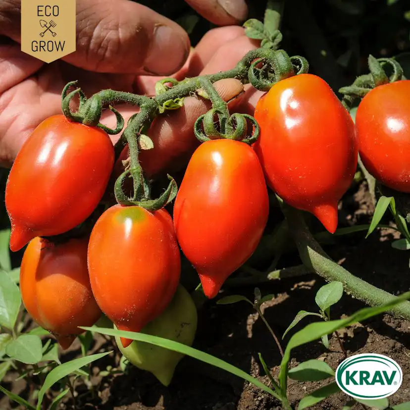 Fröpåse Eco Grow Vintertomat Principe Borghese