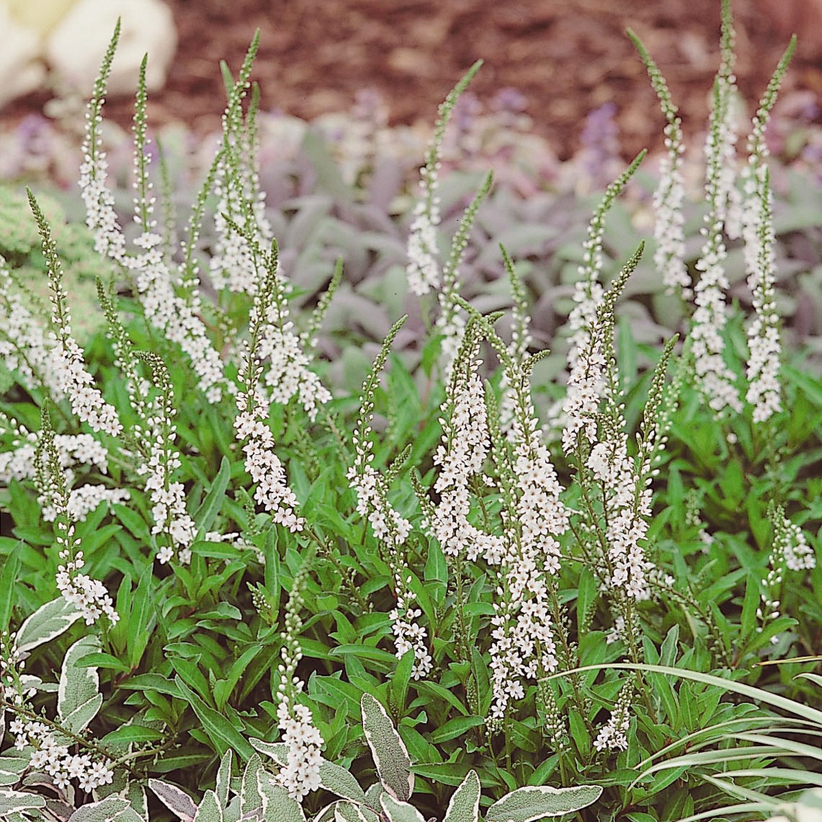 Planta Bäcklysing Omnia Garden Autumn Snow