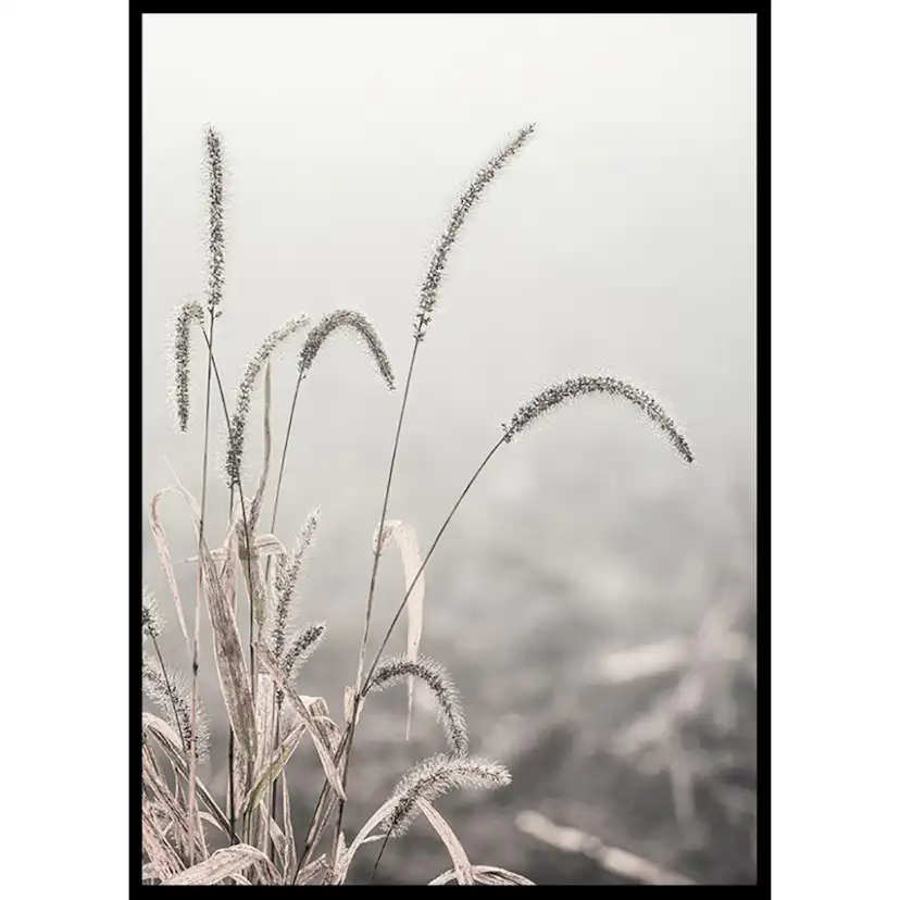 Poster Gallerix Grass Plants