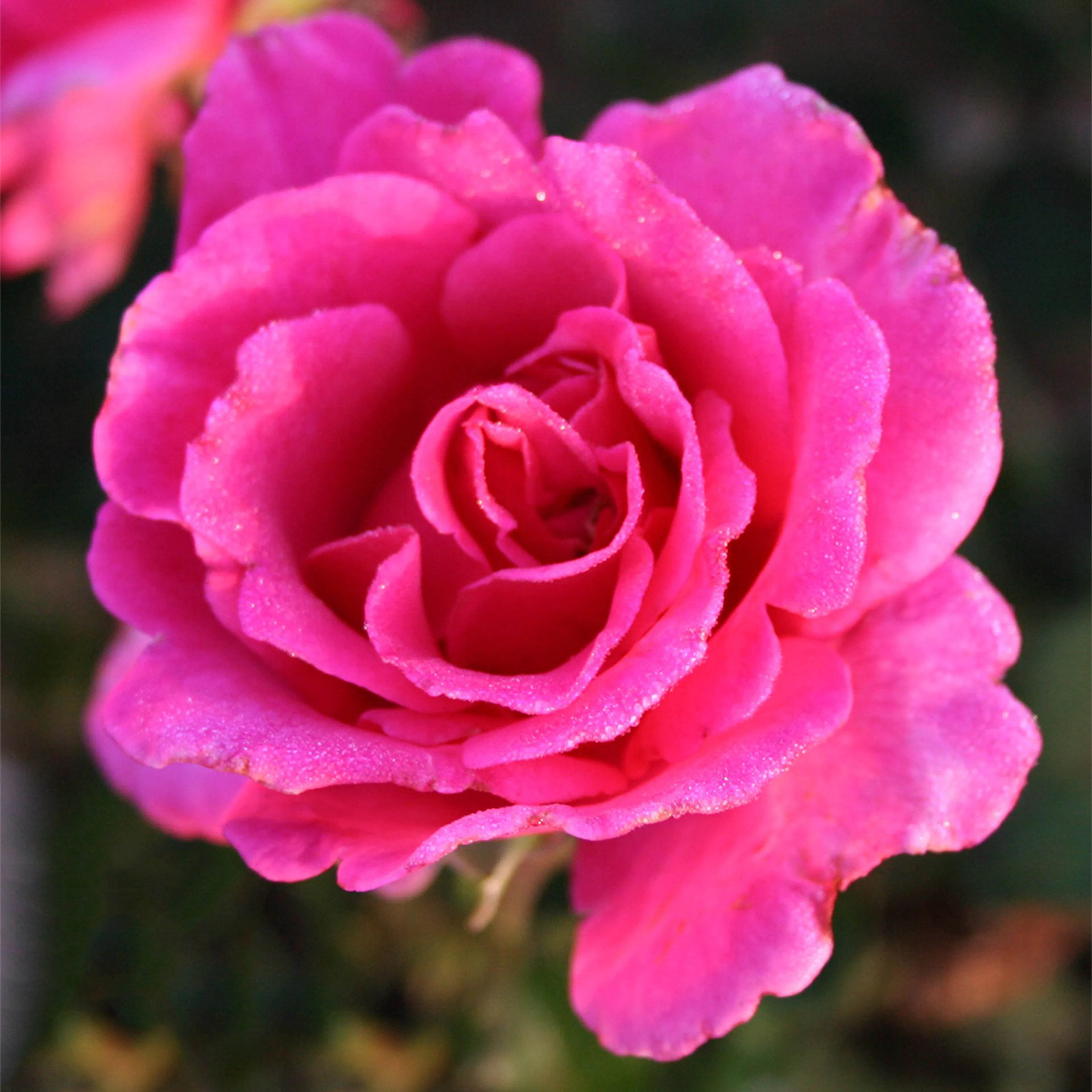 Rosa "Prinsessa Alexandra", 5-pack 5-pack