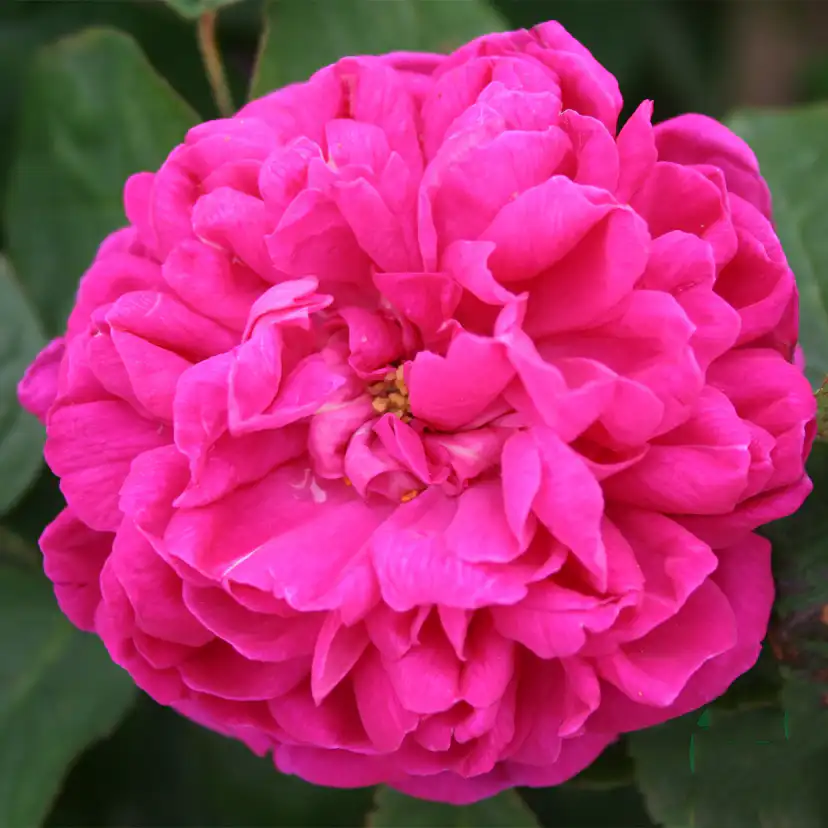 Storblommig Buskros Omnia Garden Rose de Rescht