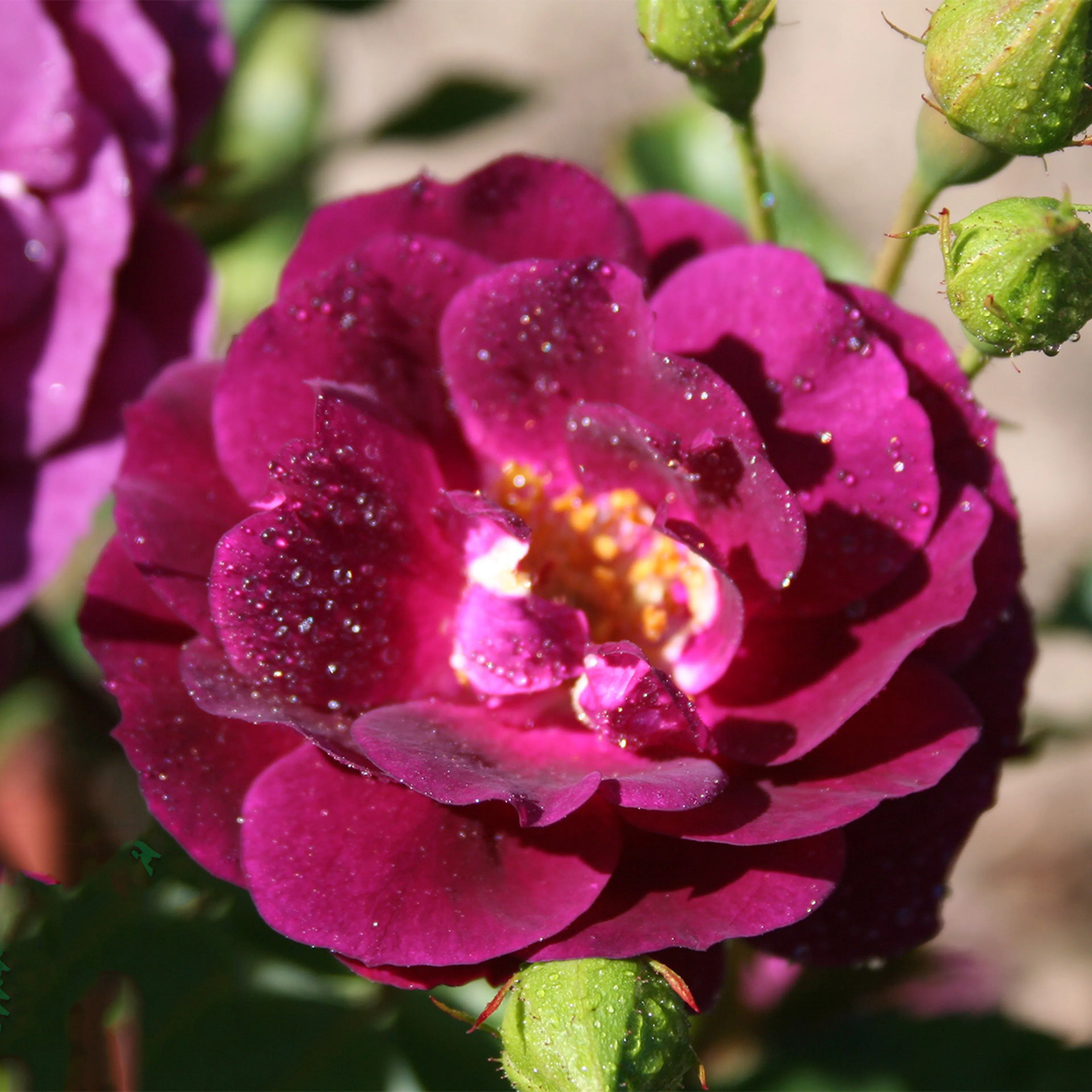 Rosa "Midnight Blue", 5-pack 5-pack