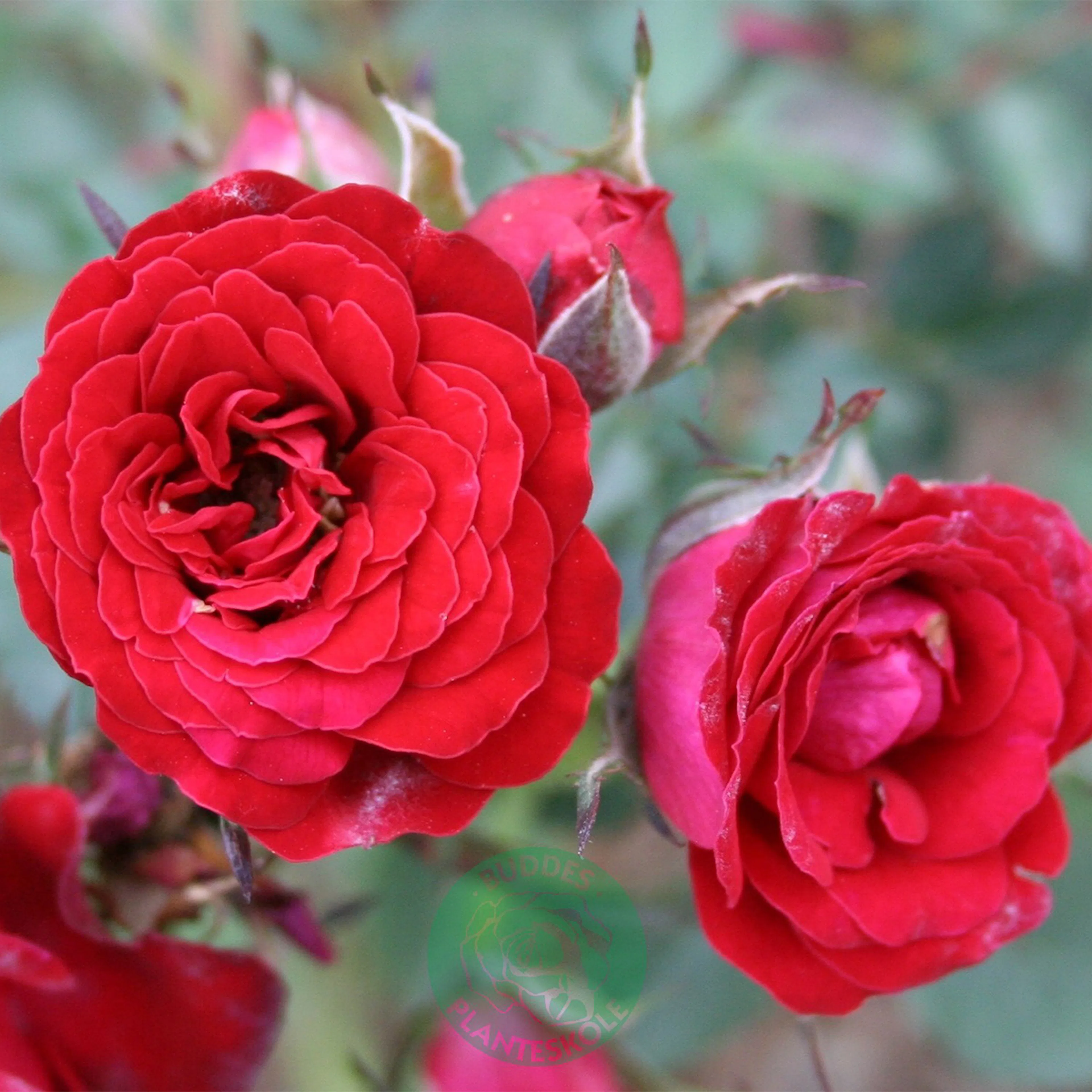Rosa "Velvet Cover", 1-pack 1-pack