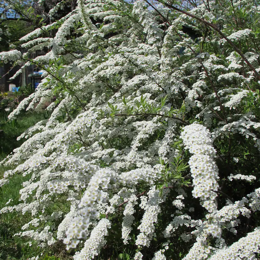 Planta Norsk brudspirea Omnia Garden 20-40cm Krukodlade