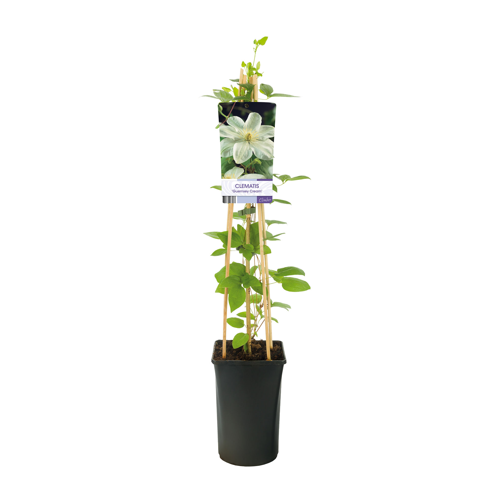 Klätterväxt Tidig Storblommig Klematis Omnia Garden Guernsey Cream 40-60 cm