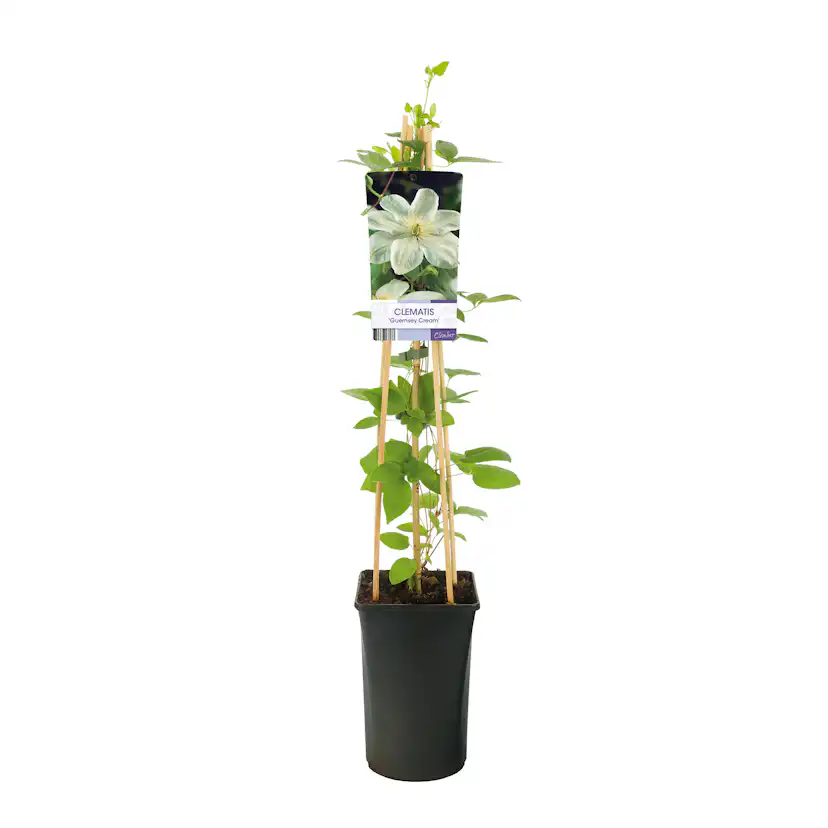 Klätterväxt Tidig Storblommig Klematis Omnia Garden Guernsey Cream 40-60 cm