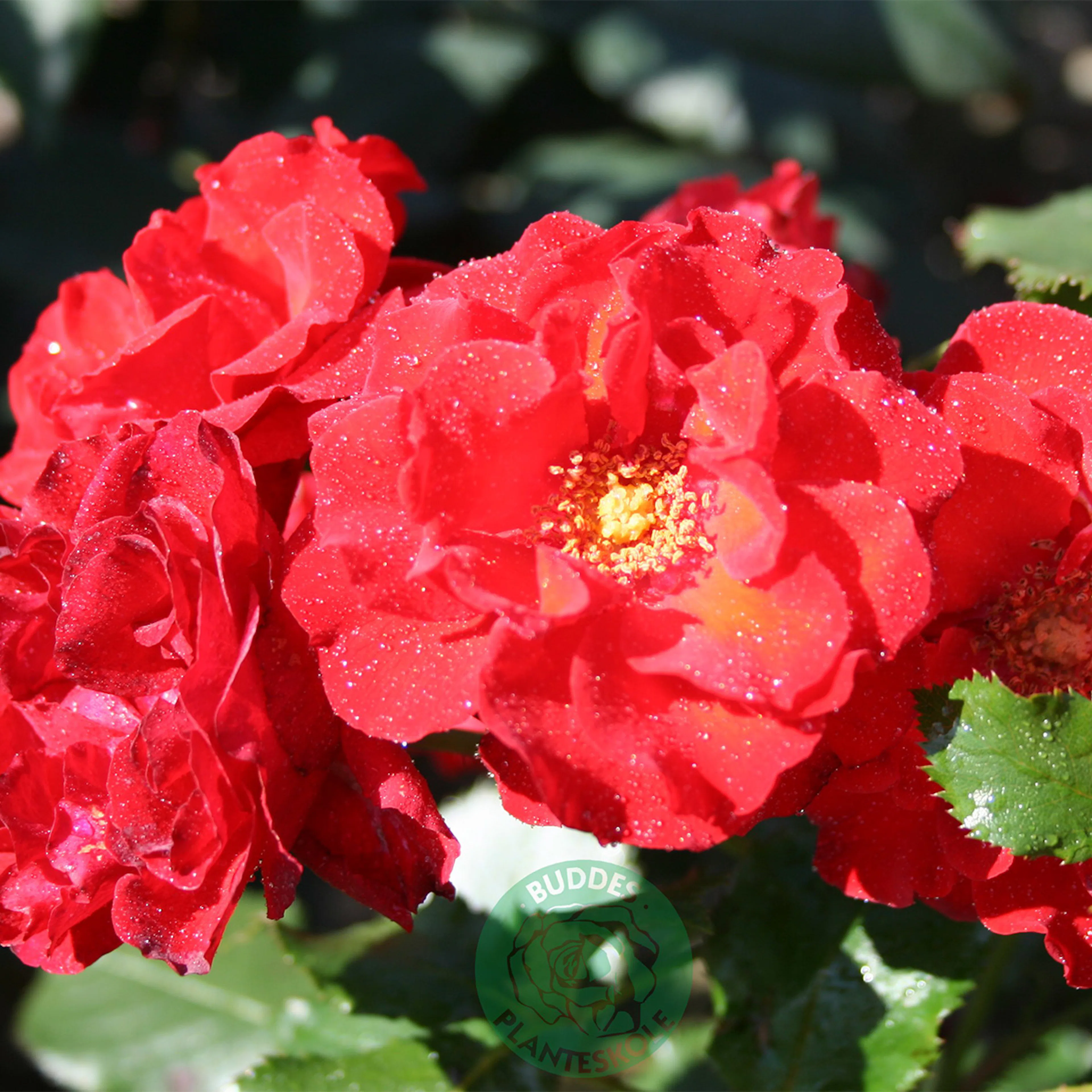 Rosa "Molde", 5-pack 5-pack