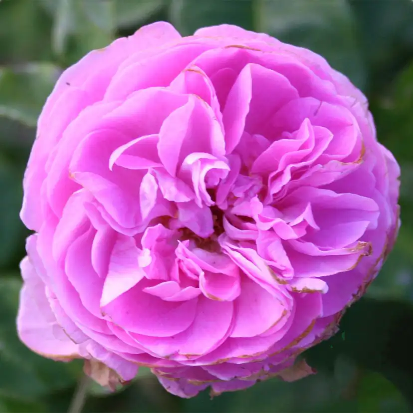 Storblommig Buskros Omnia Garden Louise Odier