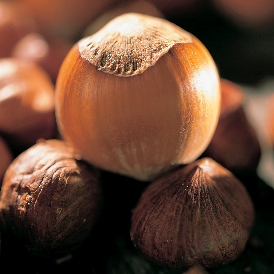 Buske Hassel Omnia Garden 150-200cm