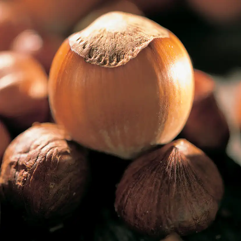 Buske Hassel Omnia Garden 150-200cm