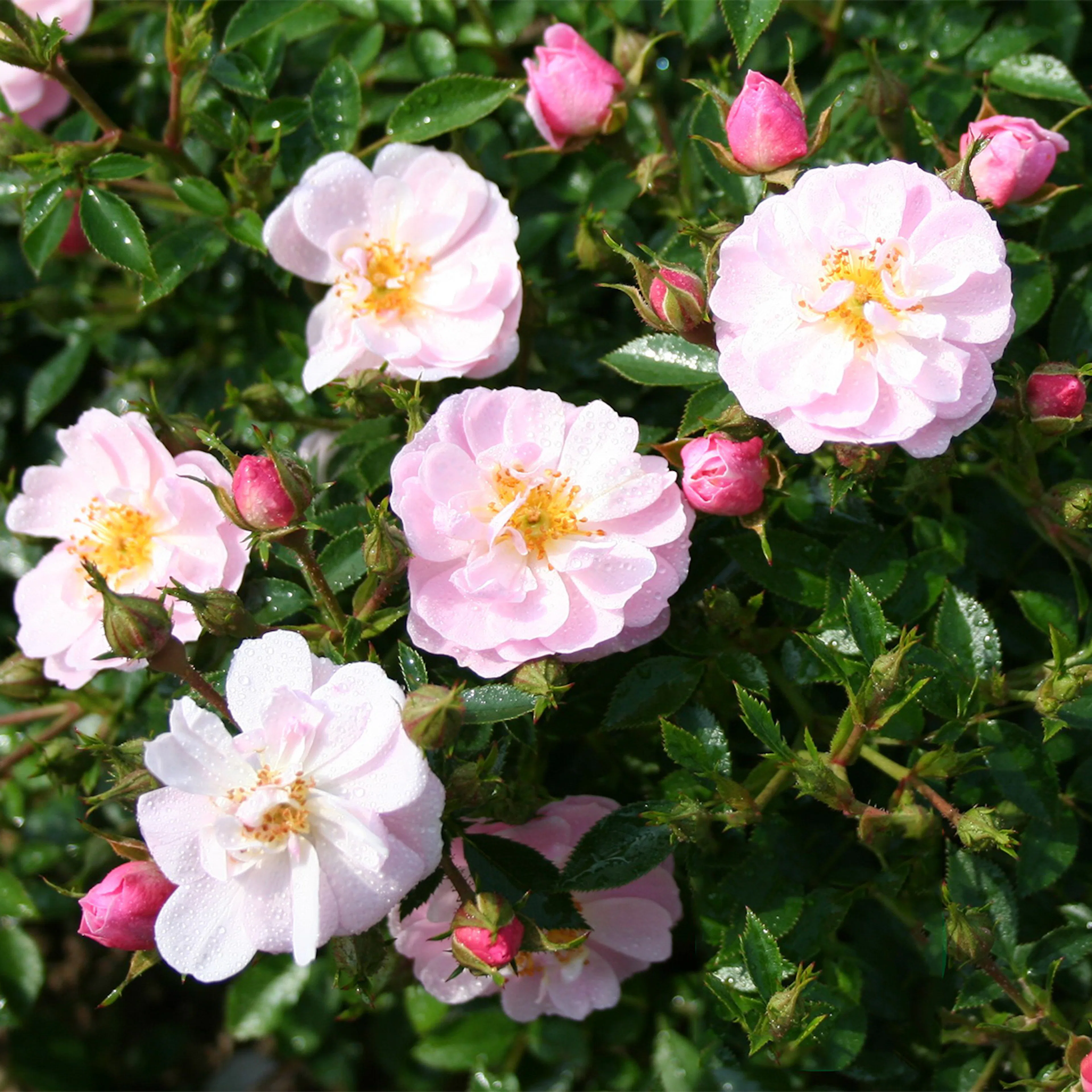 Rosa "Gentle Cover", 10-pack 10-pack