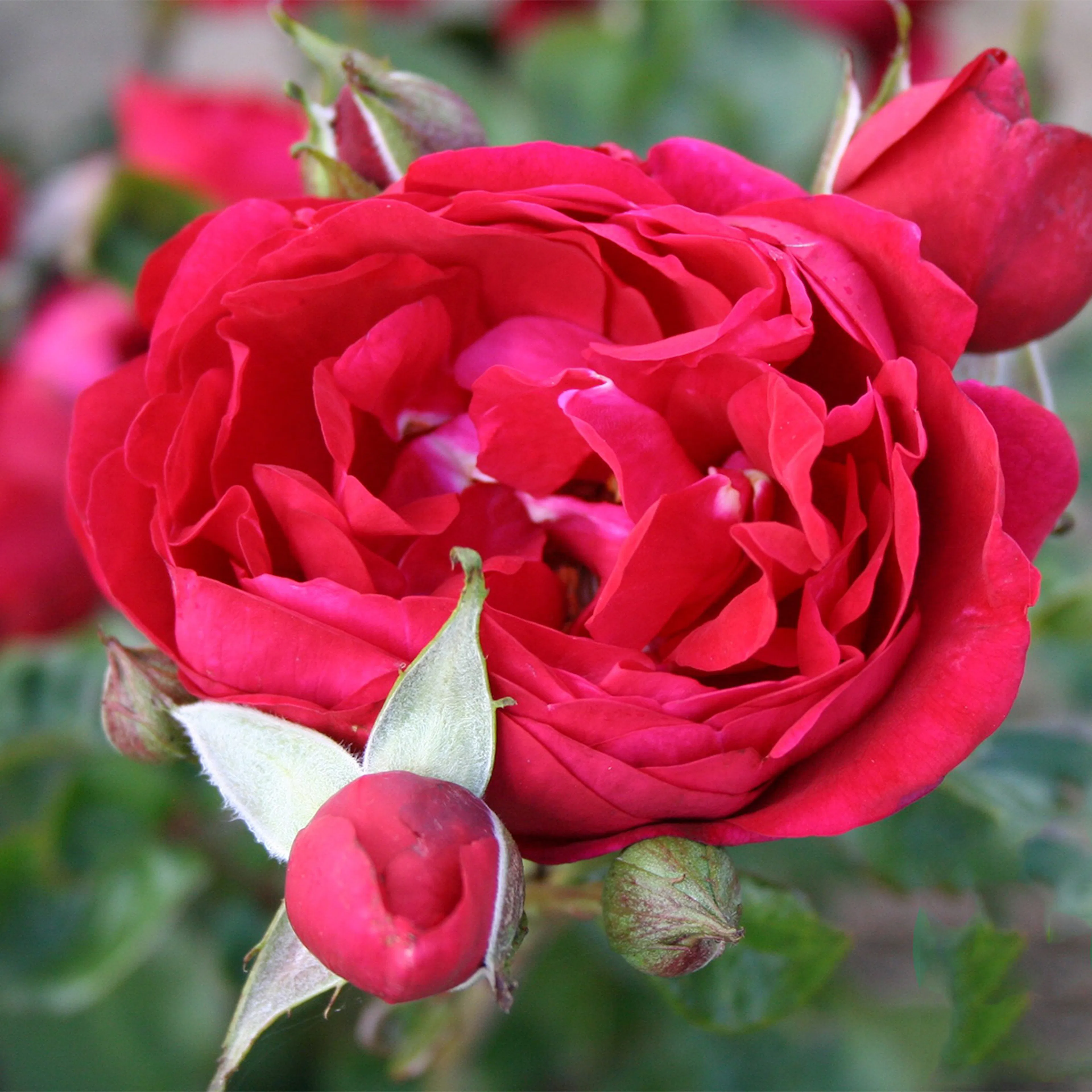 Rosa "Capricia Renaissance", 5-pack 5-pack