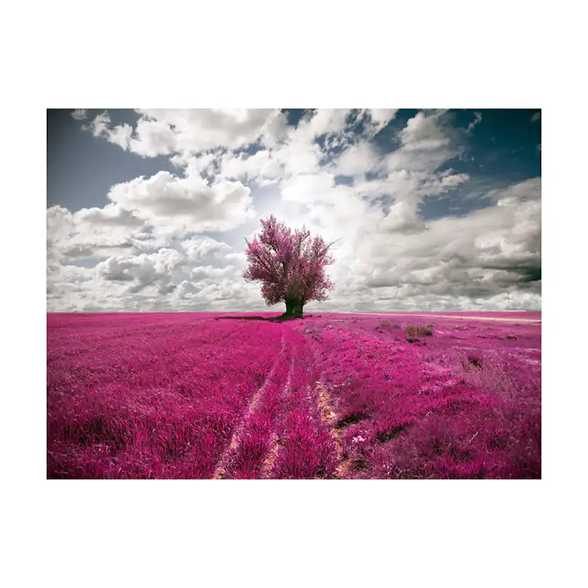 Fototapet Arkiio Magenta Äng