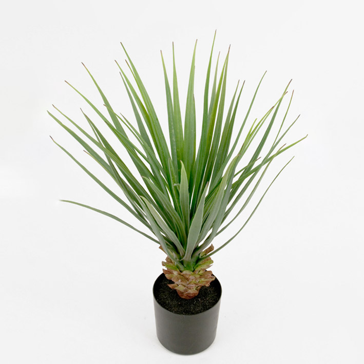 Konstväxt Mr Plant Yucca