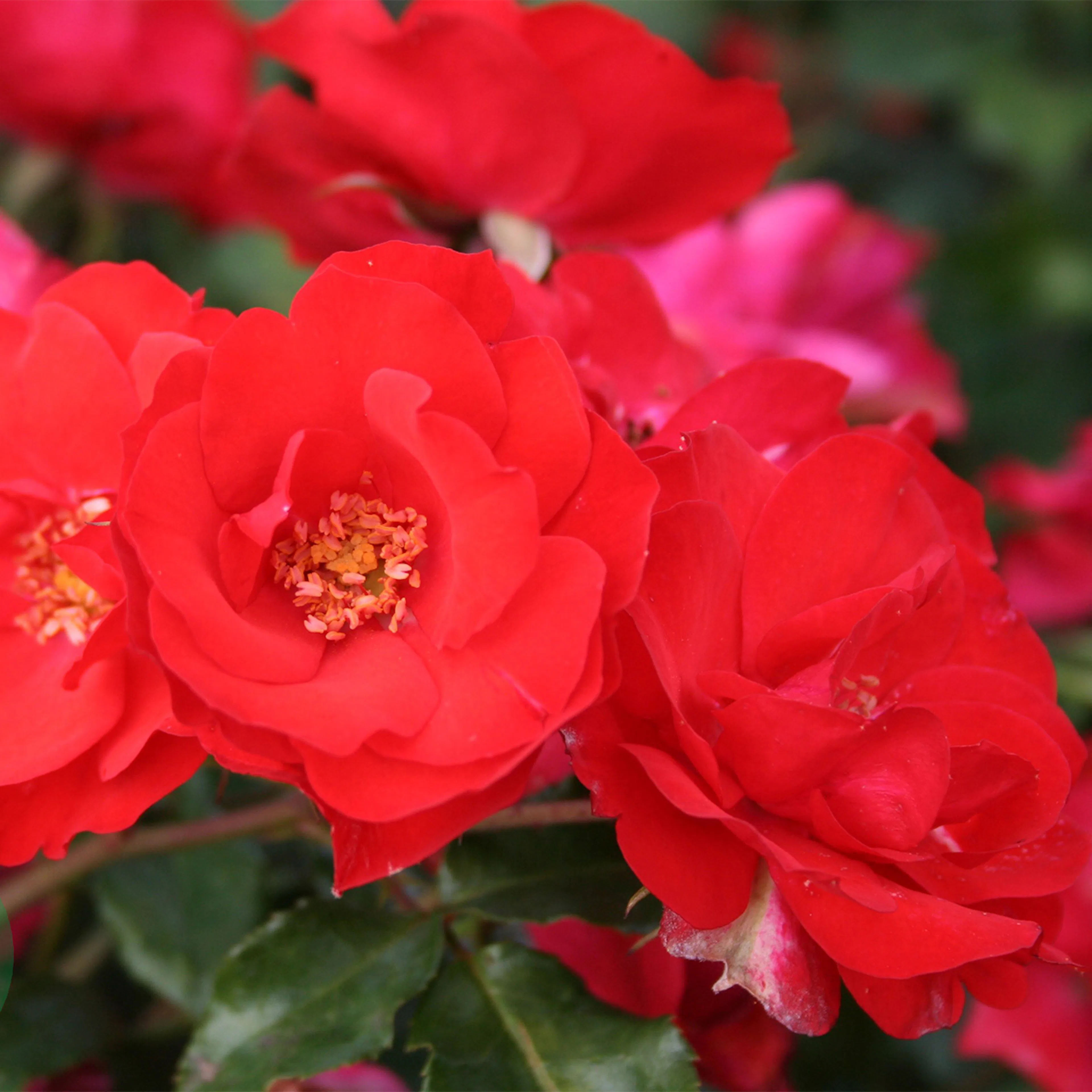 Rosa "La Sevillana", 5-pack 5-pack