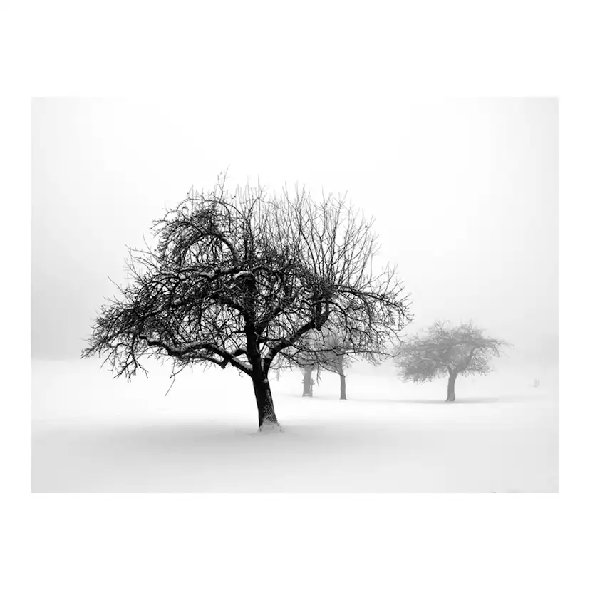Fototapet Arkiio Winter: Trees