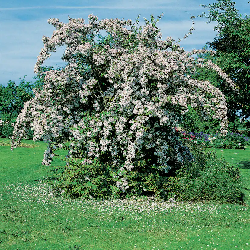 Paradisbuske Omnia Garden Solitär Prydnadsbuske Rosa Blomning 125-150 cm