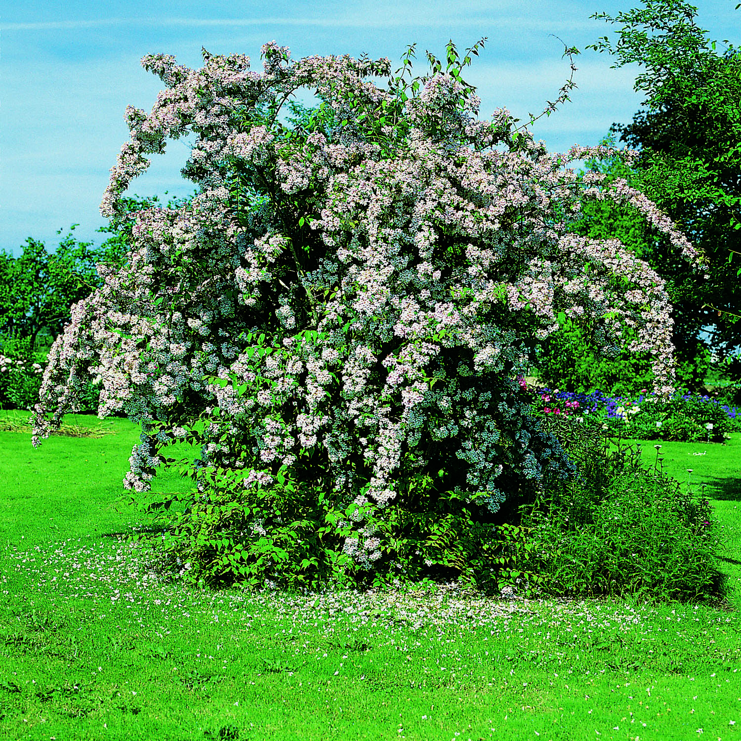 Paradisbuske Omnia Garden Solitär Prydnadsbuske Rosa Blomning 125-150 cm
