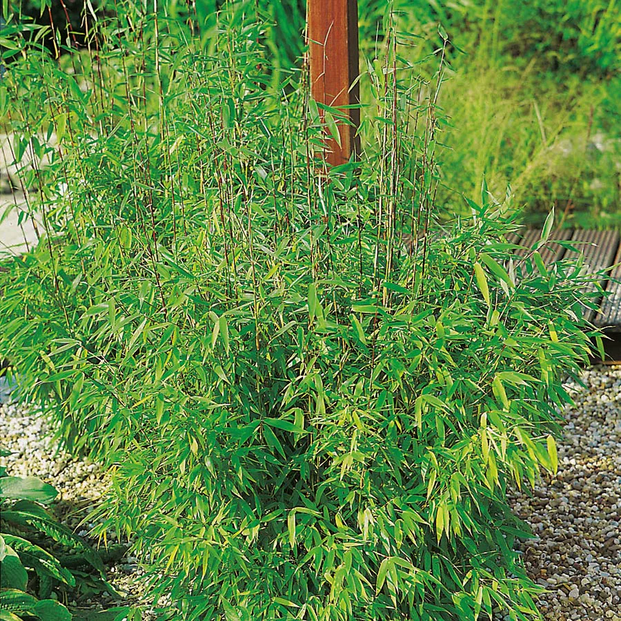 Fargesia murielae 'Simba', 1-pack