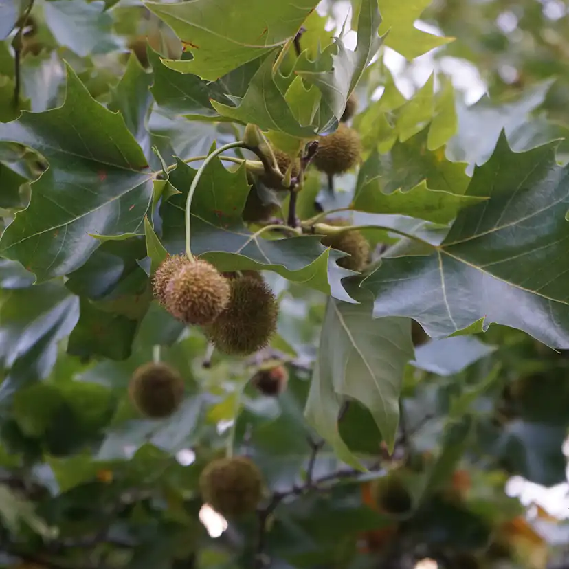 Platan Omnia Garden Platanus X Hispanica Högstam
