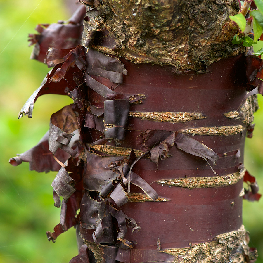 Prydnadsträd Omnia Garden Glanskörsbär Vit Blomning 150-200 cm