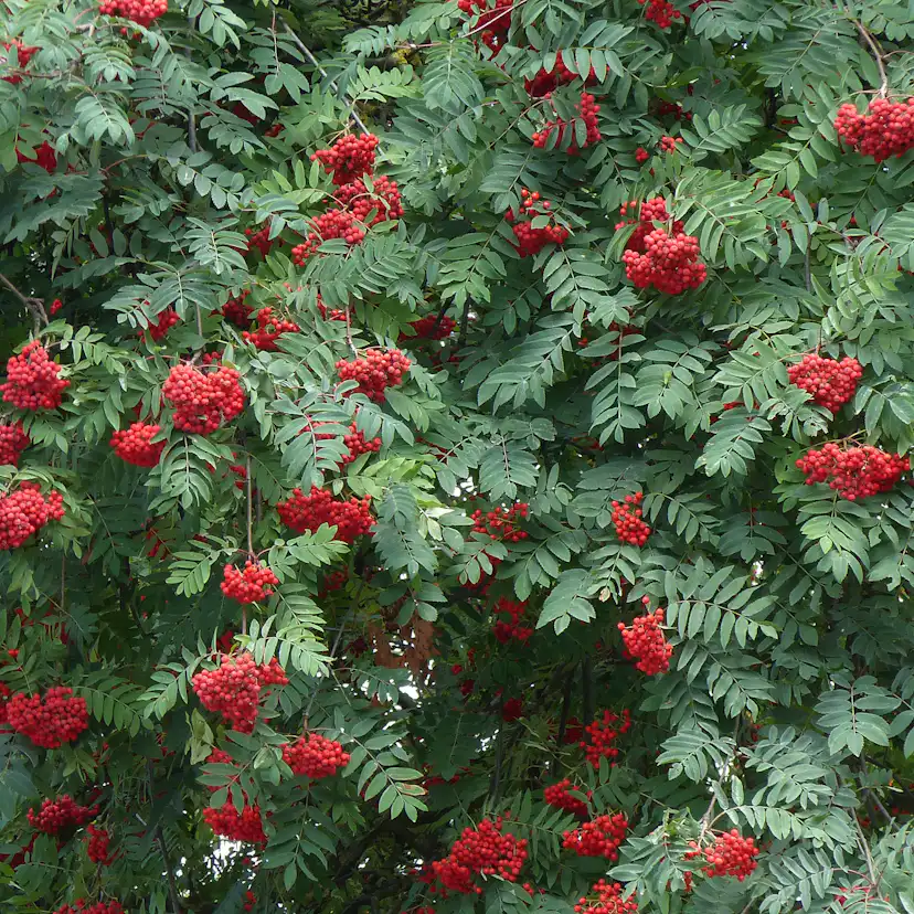 Rönn Omnia Garden 50-80 cm