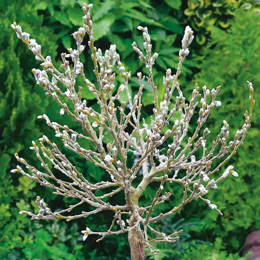 Prydnadsträd Omnia Garden Alpvide - Salix Helvetica SH 80-100 cm