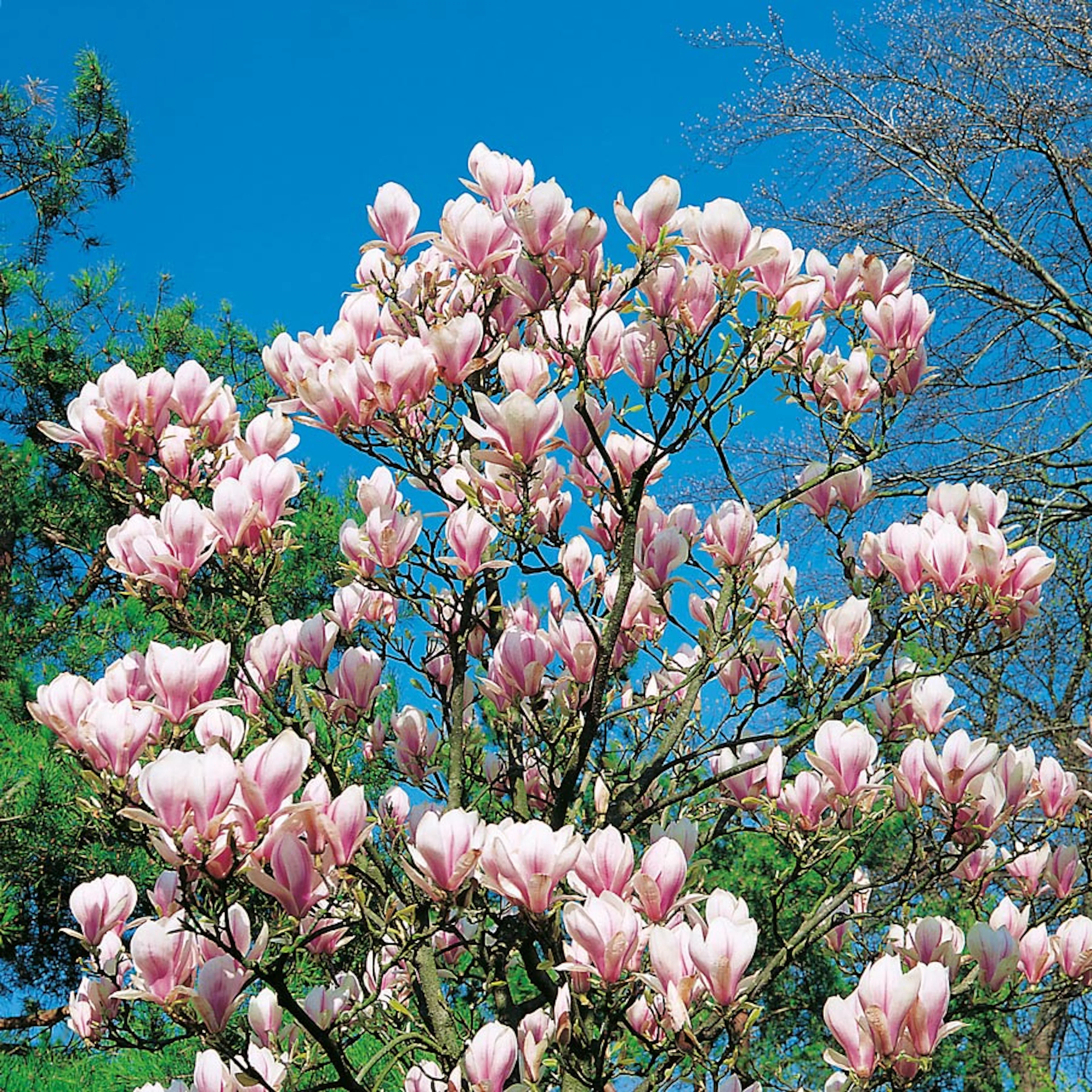 Prydnadsbuske Omnia Garden Praktmagnolia