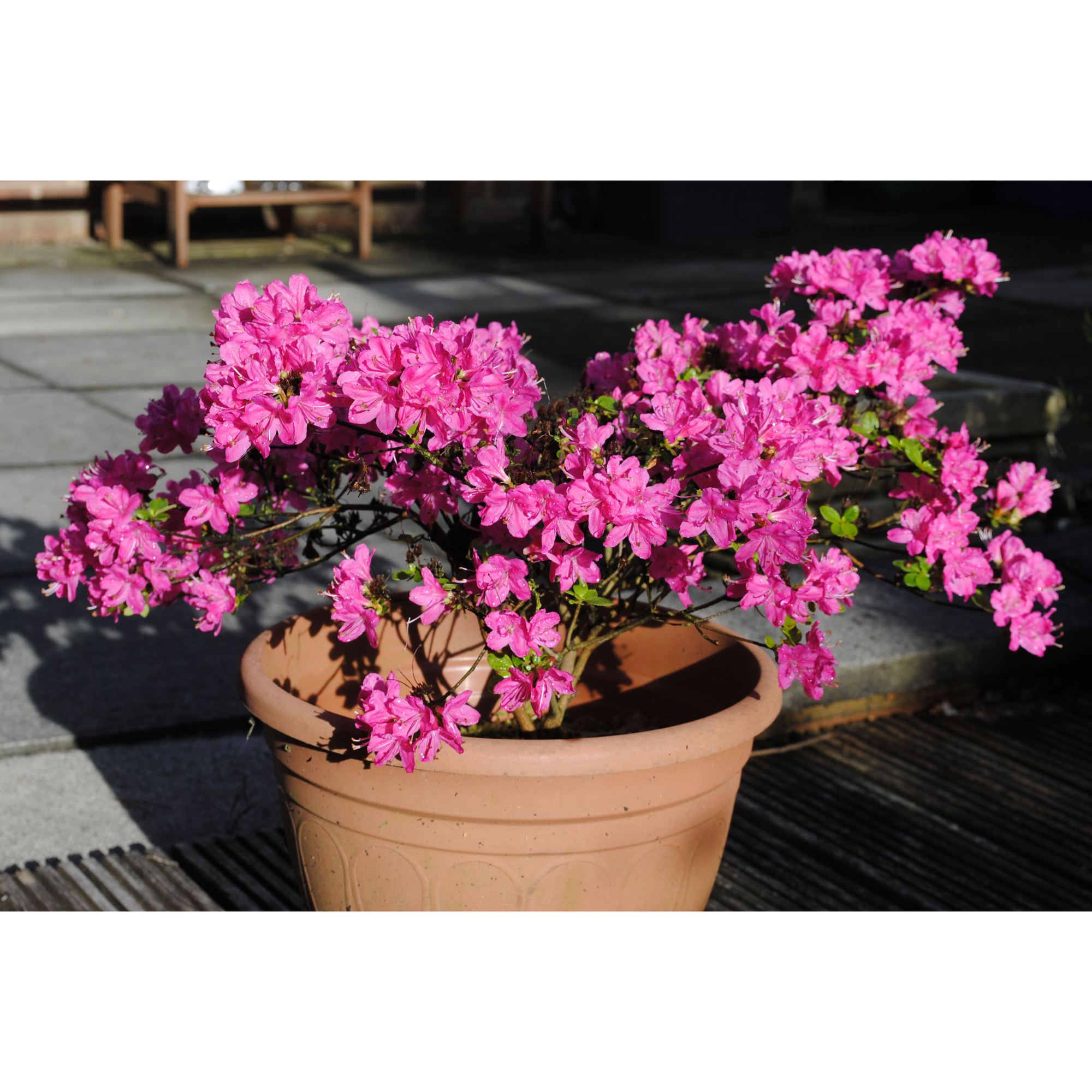 Rhododendron Azalea Omnia Garden Kermesina Rödrosa Buske 20-25 cm