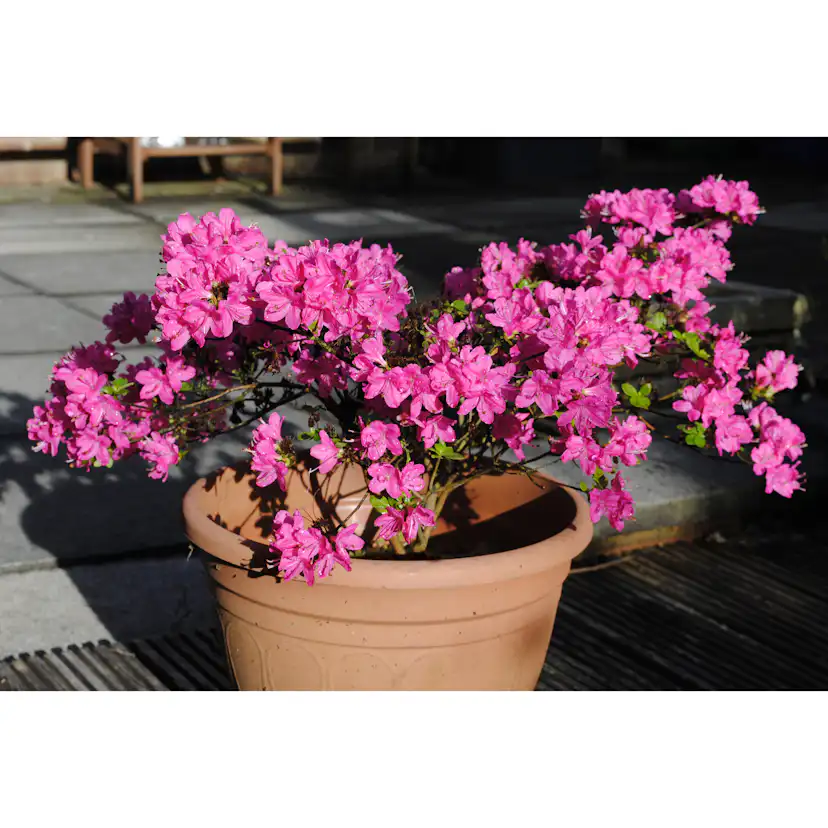 Rhododendron Azalea Omnia Garden Kermesina Rödrosa Buske 20-25 cm