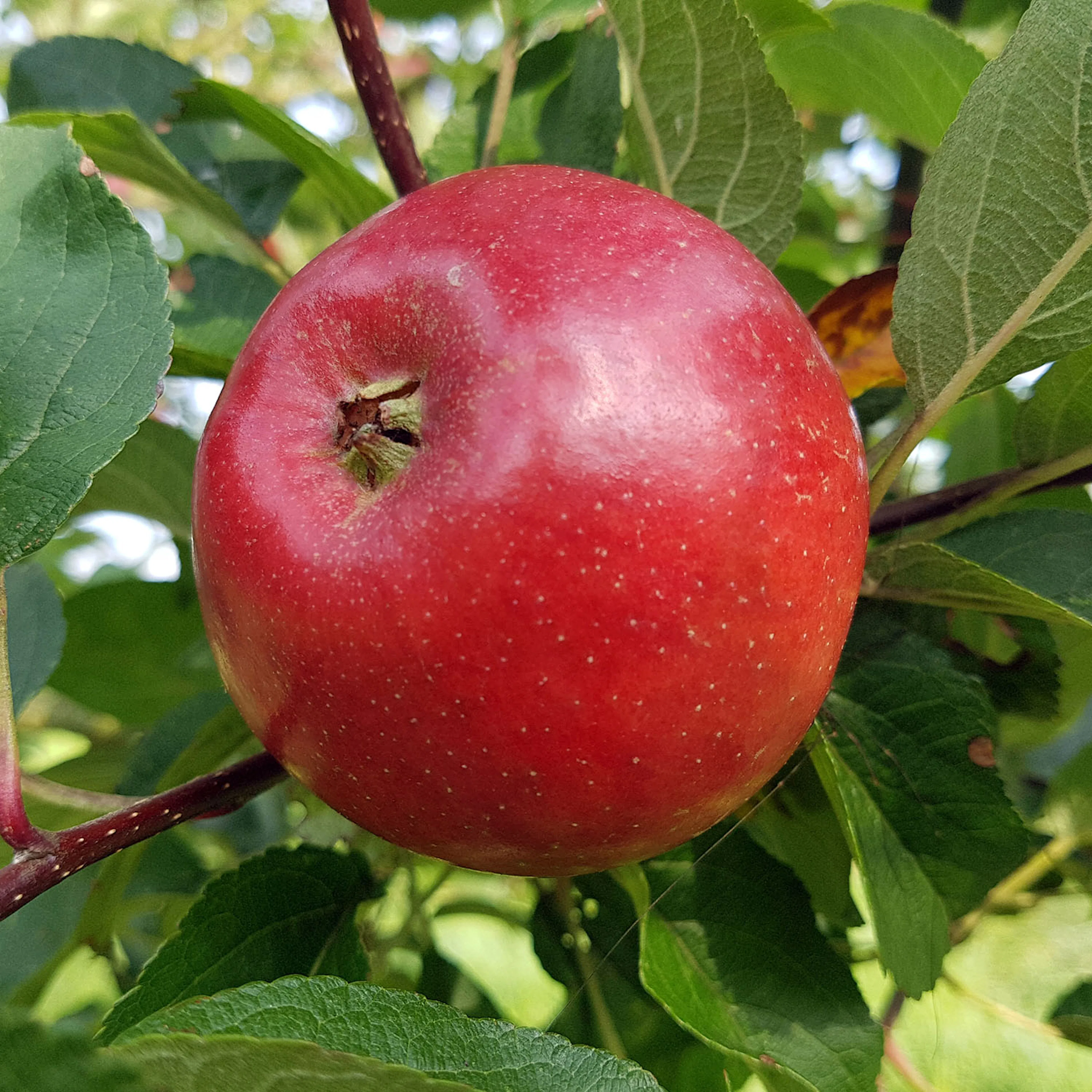 Äpple 'Folke' E, co Utan uppbindningskit