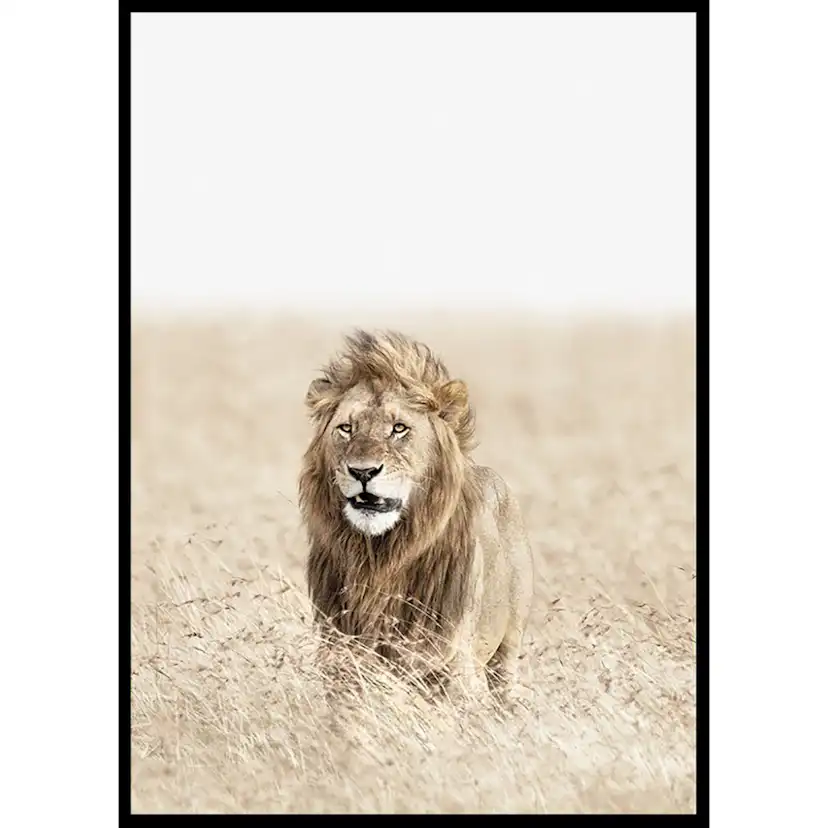 Poster Gallerix Lion On The Savannah