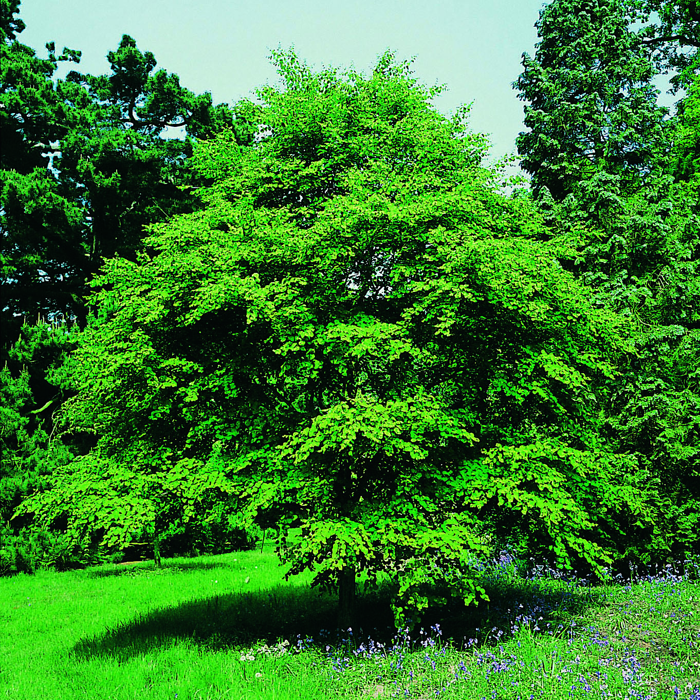Prydnadsbuske Omnia Garden Katsura- Brödträd med Hjärtformade Blad 125-150cm